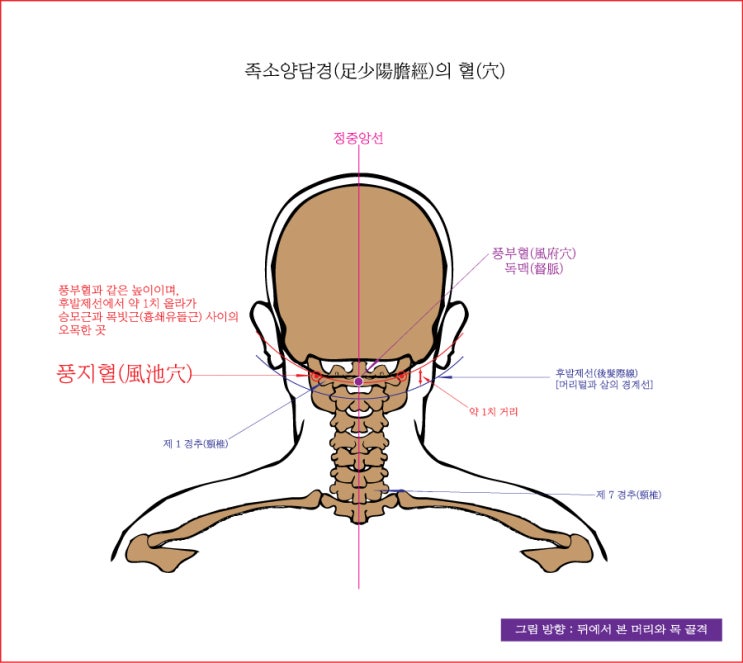 족소양담경(足少陽膽經)의 풍지혈(風池穴), 뇌공혈(腦空穴), 승령혈(承靈穴), 정영혈(正營穴) - 동의보감(東醫寶鑑) : 네이버 블로그