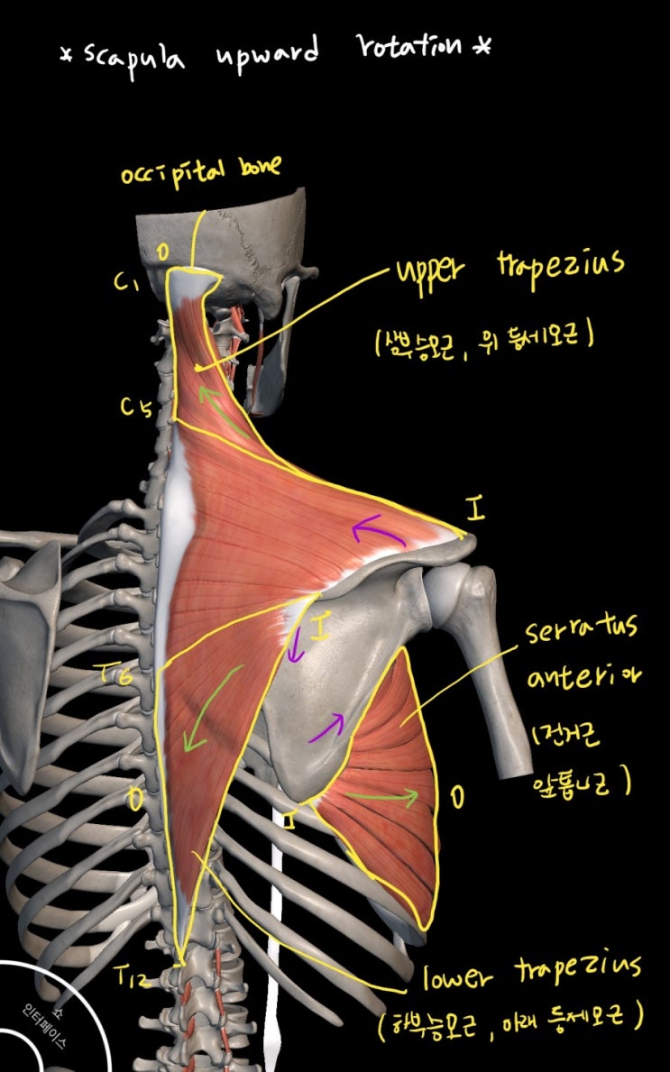 견갑골(어깨뼈)의 상방회전(Scapular upward rotation)과 하방회전(Scapular downward ...