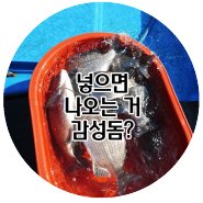 넣으면 나오은 거문도 감성돔?