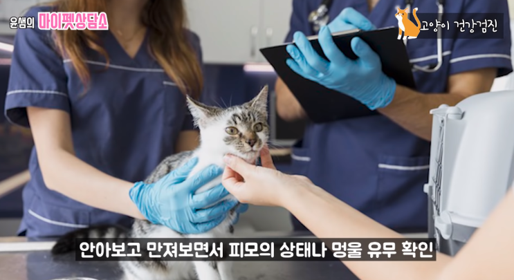 고양이의 건강 검진과 체크 시기 : 네이버 블로그