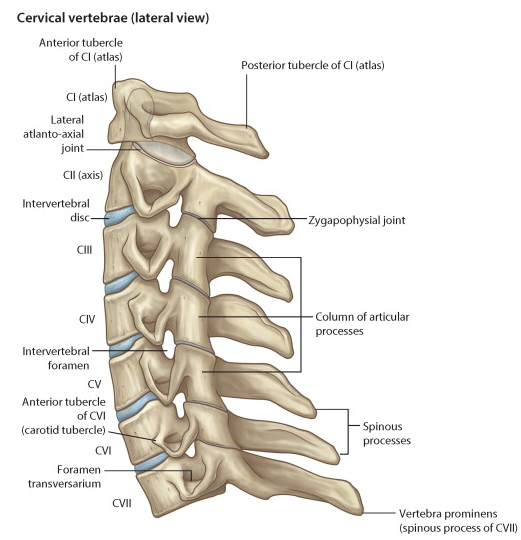 경추cervical Spine의 해부학적 구조 네이버 블로그 1583