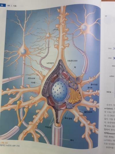 파킨슨병, 진행성 핵상안근마비, 도파민 : 네이버 블로그