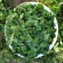 천연 살충제ㅡ은행 잎 발효주정 침전법