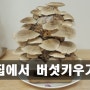 집에서 아이와 함께할수있는 체험학습 무농약 노루궁뎅이버섯 표고버섯 키우기