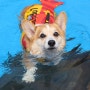 퍼니독 애견수영장, 강아지구명조끼 물놀이는 귀여워!