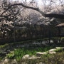 앞산 벚꽃구경~~ 소장하고 싶은 사진들~