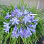 [3년 전 오늘] 사랑의 전령, 아가판서스 (Agapanthus) African Lily