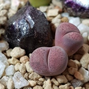 Lithops terricolor ‘Pinky’