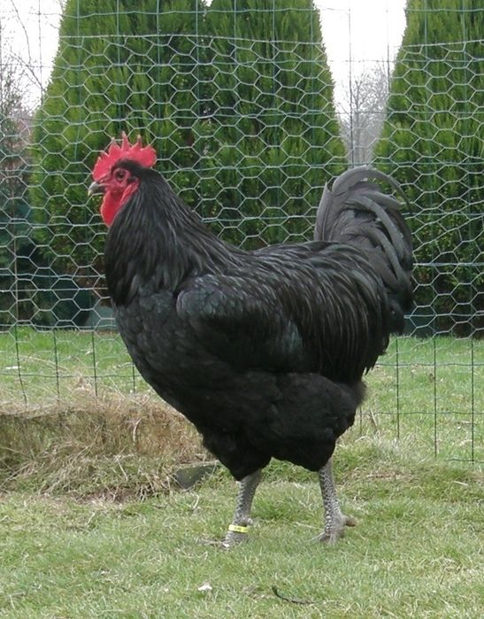 저지자이언트(Jersey Giant) 네이버 블로그