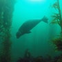 LA 켈프숲 수중사냥