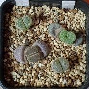 C271 Lithops helmutii