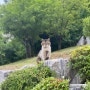 고양이를 맘껏 구경할 수 있는 노량진 사육신공원