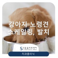 강아지 노령견 스케일링과 발치 [송파 성남 위례동물병원 / 위례S동물의료센터]