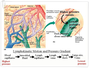 림프기관 (Lymphatic organs) : 네이버 블로그