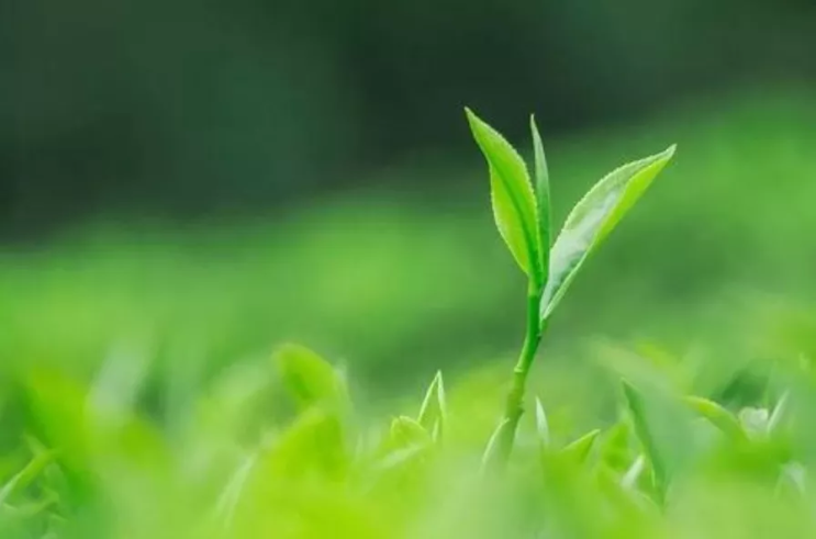 [차향] 우리가 마시는 한 잔의 차茶... 녹차, 백차, 청차, 홍차, 흑차의 차향(茶香)은 어떤 유형이 있는 것인가 ...