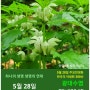 광대수염 / 꿀풀과, 5월 28일 한국의 탄생화