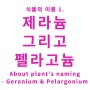 [칼럼] 식물의 이름: 새의 부리처럼 뾰족한 '이것' - 제라늄 그리고 펠라고늄