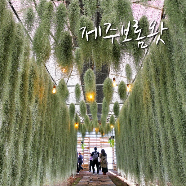 제주 보롬왓 6월 7월 여행지로 기대해~ : 네이버 블로그