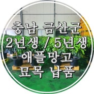 충남 금산군 2년생, 5년생 애플망고 묘목 납품