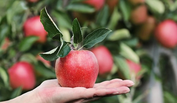 사과 보관방법 유통기한 제대로 알고 먹어보자 : 네이버 블로그