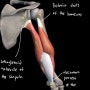 상완삼두근, 위팔세갈래근(Triceps brachii) 기시, 정지, 기능