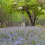 [메이플라워 : 5월의 꽃들과 함께 담아보는 도시 속의 자연 풍경 2.] 한강 선유도공원에서, 늦은 오후의 따스함을 담아보다.