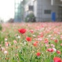 [메이플라워 : 5월의 꽃들과 함께 담아보는 도시 속의 자연 풍경 5.] 안산 고잔역 꽃양귀비, 일상 속 신비한 분위기를 사진으로 담다.