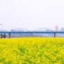 [메이플라워 : 5월의 꽃들과 함께 담아보는 도시 속의 자연 풍경 3.] 5월에 유채꽃이 피는 신기한 동네, 서울 (Feat. 서래섬).