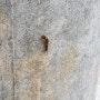 매미나방 애벌레를 봤습니다 (독벌레 집시나방)