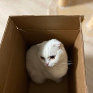 귀염뽀짝 고양이가 상자만 보면 쏙 들어가는 이유?