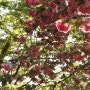 [서산] 문수사, 겹벚꽃 터널 4~5월 꽃구경은 문수사가 최고인듯