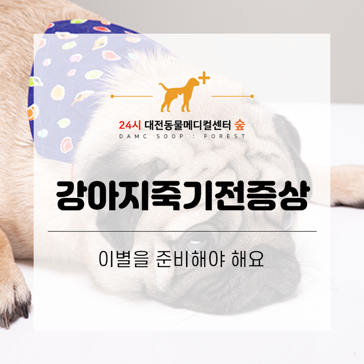 대전동물병원, 강아지죽기전증상 이별을 준비해야 해요. : 네이버 블로그