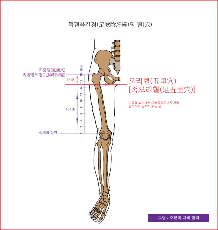 족궐음간경(足厥陰肝經)의 오리혈(五里穴)[족오리혈(足五里穴)], 음렴혈(陰廉穴), 장문혈(章門穴), 기문혈(期門穴) - 동의보감 ...