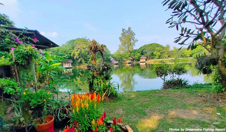 치앙마이 드림 레이크 낚시터(Dreamlake Fishing Resort Chiang Mai) : 네이버 블로그