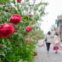 [메이플라워 : 5월의 꽃들과 함께 담아보는 도시 속의 자연 풍경 4.] 경의선 책거리에서 만난 5월의 여왕, 장미.