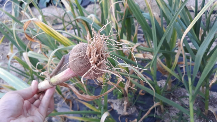 마늘수확시기 :: 적기 마늘캐는시기 알아보고 마늘수확 하기(한지형 육쪽마늘) : 네이버 블로그