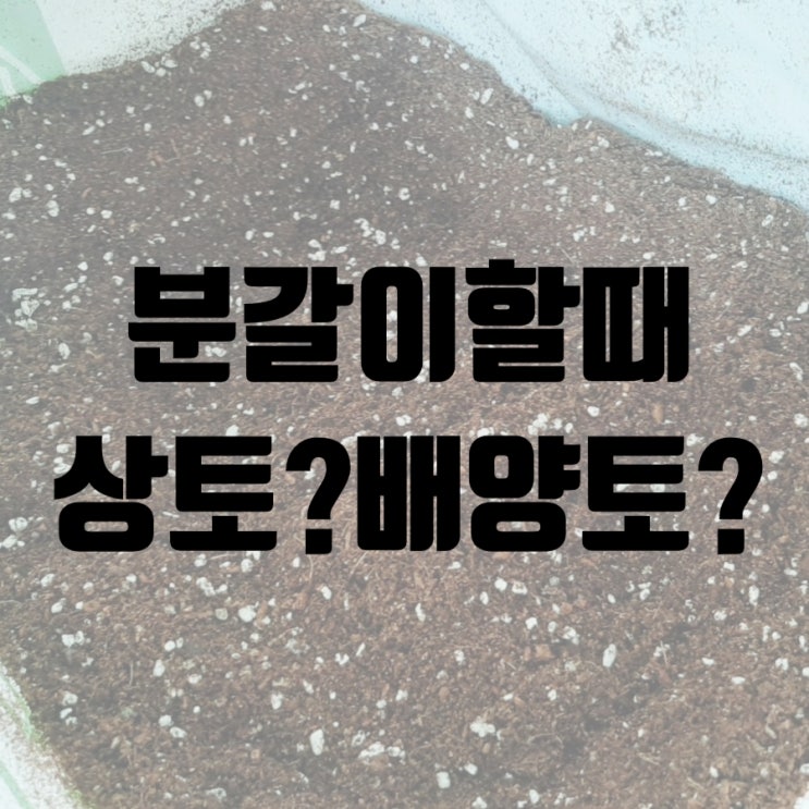 상토 배양토 중에서 분갈이에 필요한 흙은? : 네이버 블로그