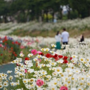 충남 서산 가볼 만한 곳] 운산 용장천, 샤스타데이지 흐드러지게 핀 꽃길!!