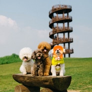 강아지 피크닉! 시흥갯골생태공원에 봄을 느끼는 나들이!