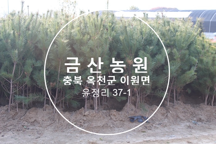 대표 소나무 조경수 