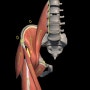 고관절 굴곡근(hip flexor)과 고관절 신전근(hip extensor)