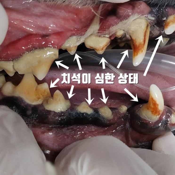 얼마나 자주 내 개 이빨을 청소해야합니까