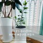 [ 반려식물 추천 ] 베란다 식물 오렌지레몬나무 키우기