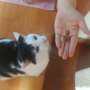 인천애견용품 색연필 애견샵 고양이 간식 템테이션