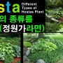호스타의종류 Different Types of Hostas Plants