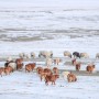 몽골 여행 EP.7 얼어붙은 벌판