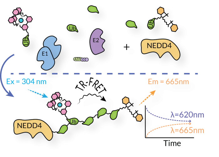 [TR-FRET/Kits] NEDD4 E3 Ligase TR-FRET Kit [SBB-KF0056]_South Bay Bio ...