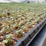 유기농 검은깨 재배 - 참깨 심는 시기