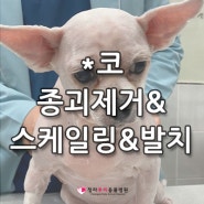 청라동물병원 # 강아지 피부종괴제거 & 스케일링 &발치 -루비동물병원