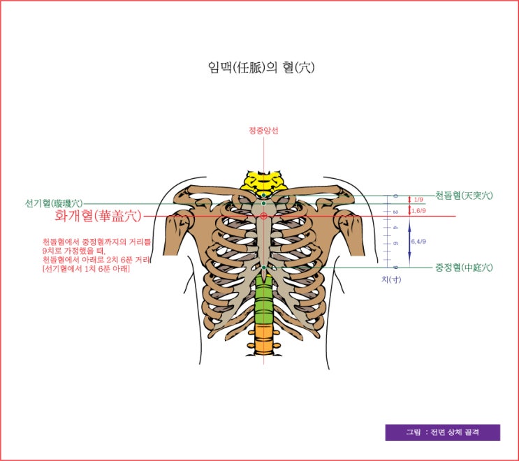 임맥(任脈)의 화개혈(華盖穴), 자궁혈(紫宮穴), 옥당혈(玉堂穴), 단중혈(膻中穴) - 동의보감(東醫寶鑑) : 네이버 블로그